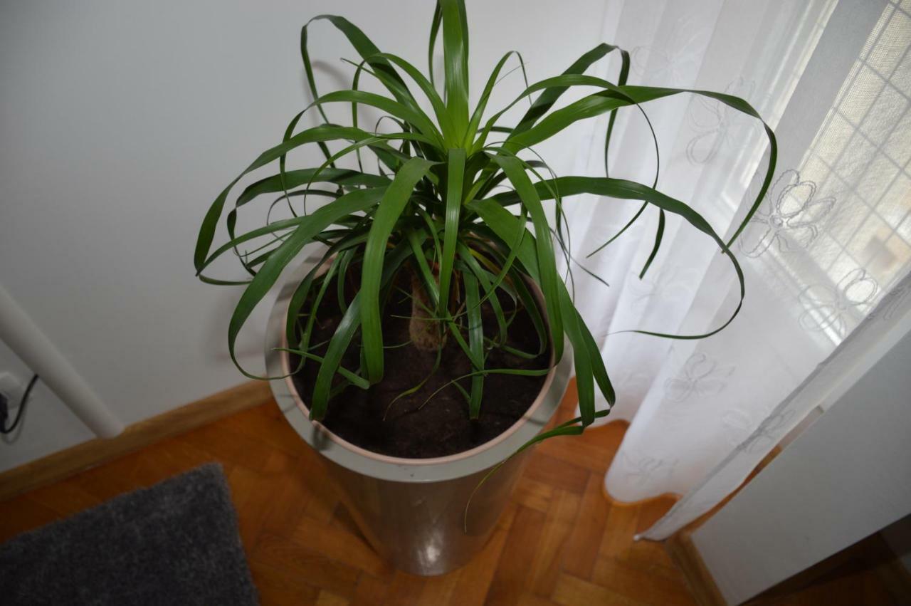 Papedoni Split